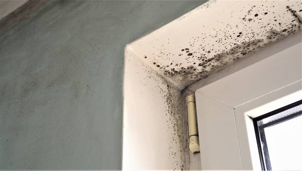 Best Asbestos and Lead Testing During Mold Inspection  in Casas Adobes, AZ