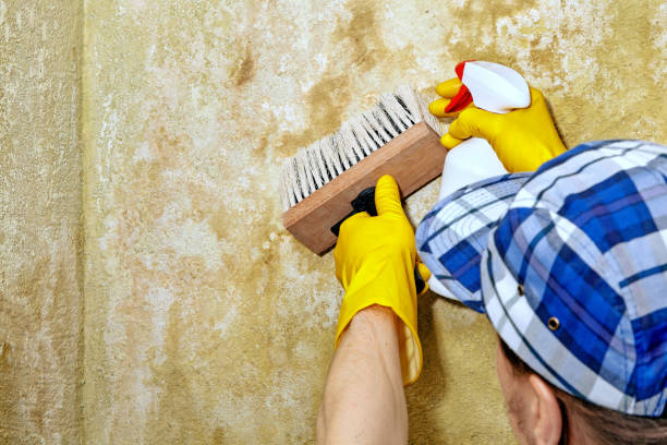 Best Mold Damage Restoration  in Casas Adobes, AZ