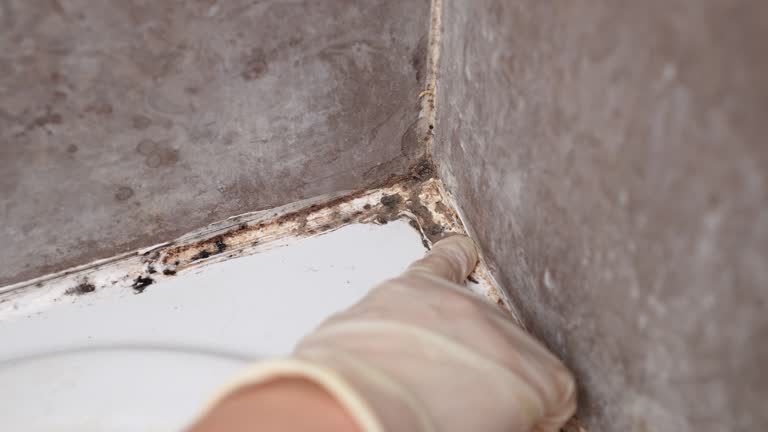 Best Industrial Mold Remediation  in Casas Adobes, AZ