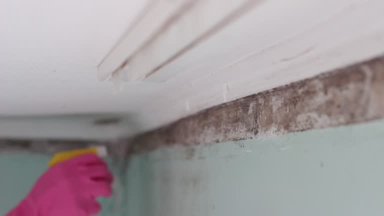 Best Comprehensive Air Testing for Mold Contaminants  in Casas Adobes, AZ